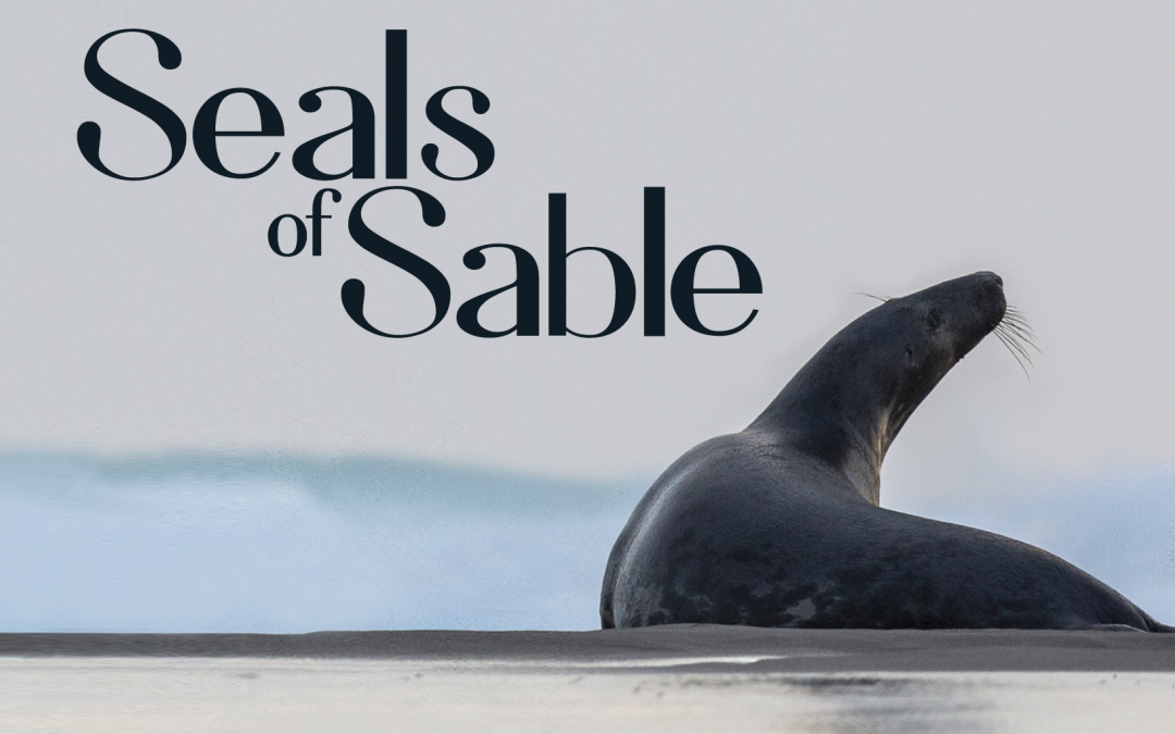 Seals of Sable