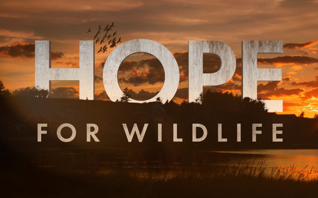 Hope For Wildlife